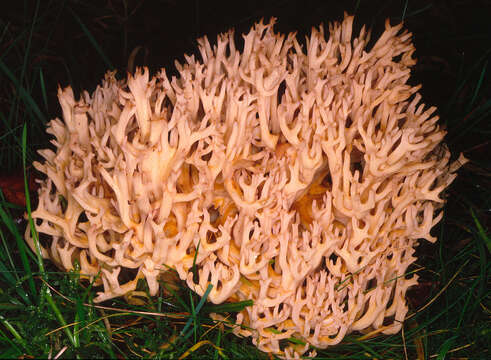 Image of Cauliflower coral