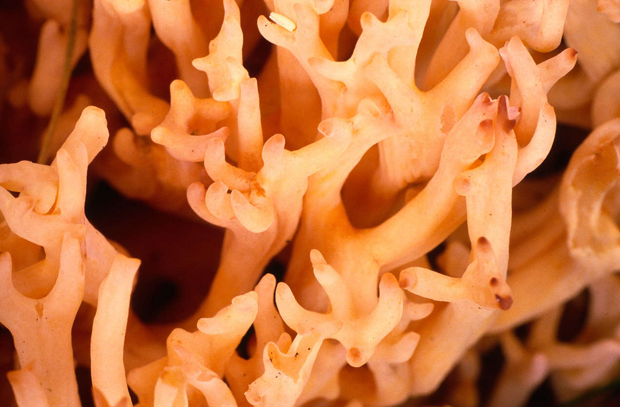 Image of Cauliflower coral