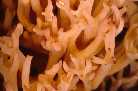 Image of Cauliflower coral