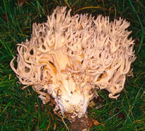 Image of Cauliflower coral