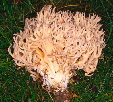 Image of Cauliflower coral