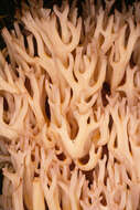 Image of Cauliflower coral