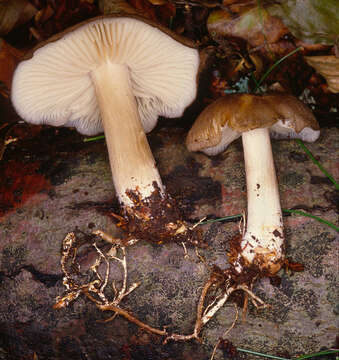 Image of Megacollybia platyphylla (Pers.) Kotl. & Pouzar 1972