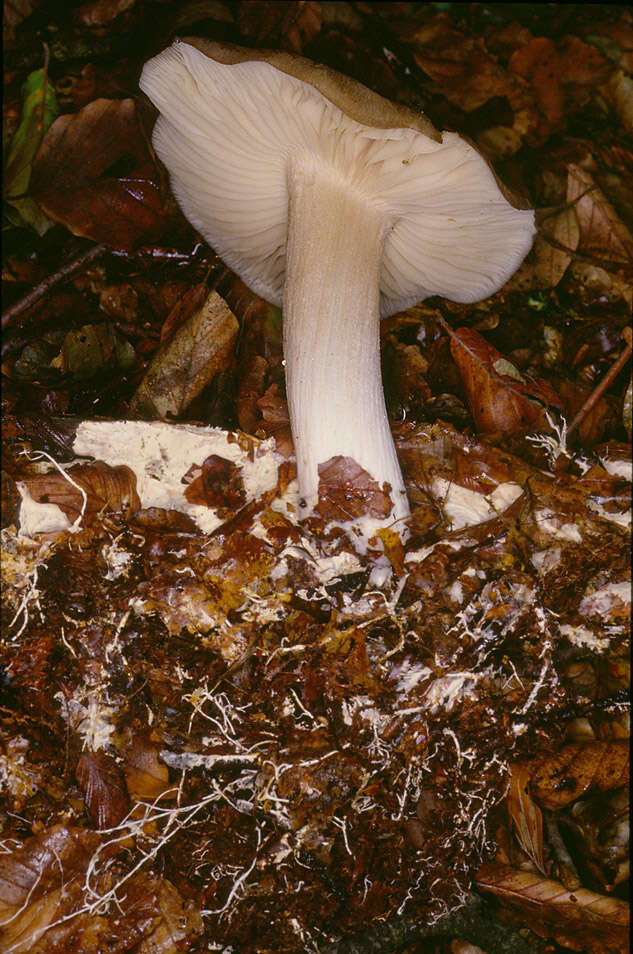 Image of Megacollybia platyphylla (Pers.) Kotl. & Pouzar 1972