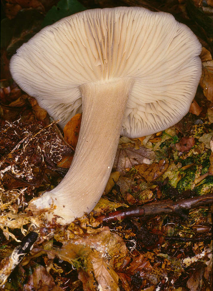 Image of Megacollybia platyphylla (Pers.) Kotl. & Pouzar 1972