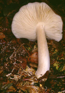 Image of Megacollybia platyphylla (Pers.) Kotl. & Pouzar 1972