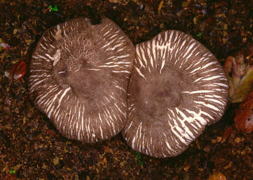 Image of Pluteus ephebeus (Fr.) Gillet 1876