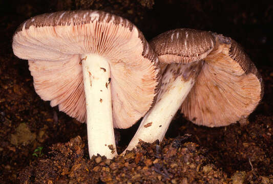 Image of Pluteus ephebeus (Fr.) Gillet 1876