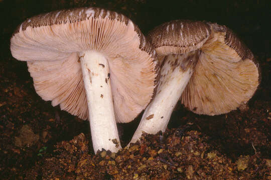 Image of Pluteus ephebeus (Fr.) Gillet 1876