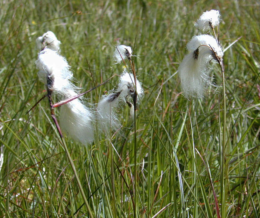 Image of cottongrass