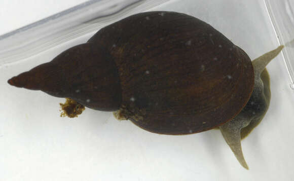 Image of Great Pond Snail