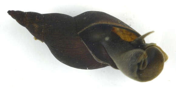 Image of Great Pond Snail