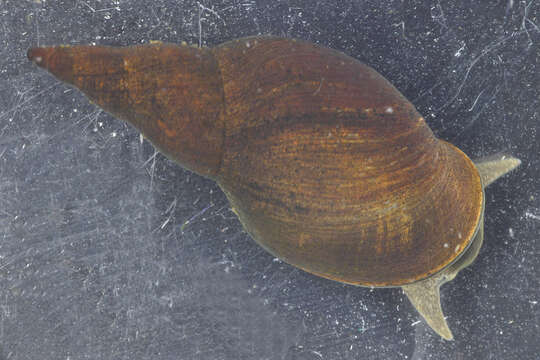 Image of Great Pond Snail