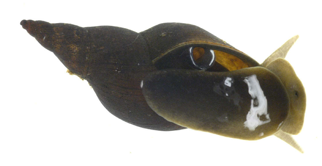 Image of Great Pond Snail