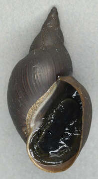 Image of Great Pond Snail