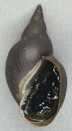 Image of Great Pond Snail