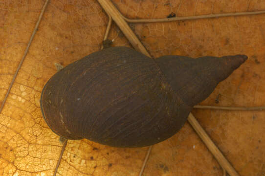 Image of Great Pond Snail