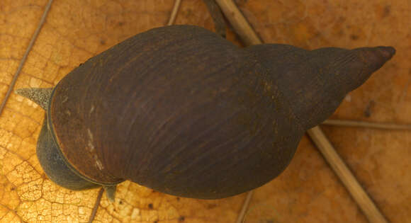 Image of Great Pond Snail