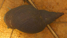 Image of Great Pond Snail