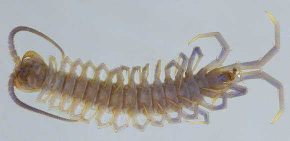 Image of Common centipede