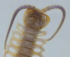 Image of Common centipede