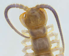 Image of Common centipede