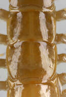Image of Lithobius variegatus Leach 1814
