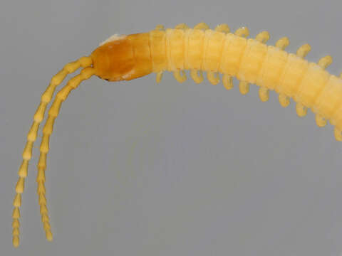 Image of boreal yellow-headed soil centipede