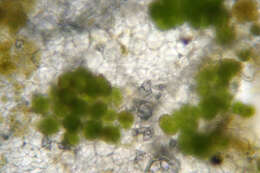 Image of Chlorochytrium lemnae