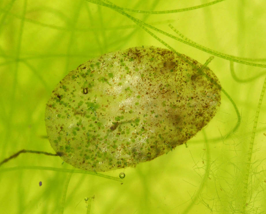Image of Chlorochytrium lemnae
