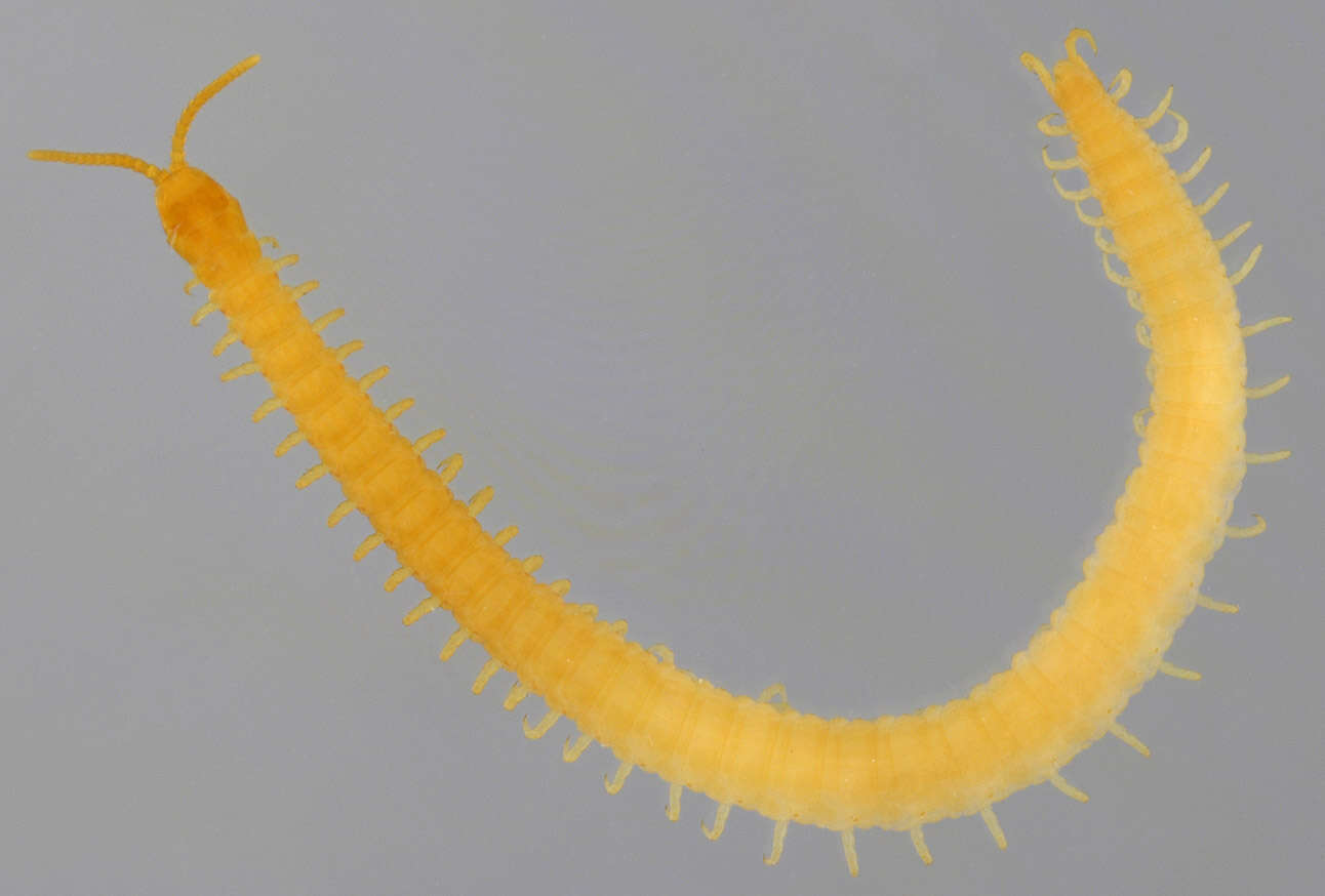 Image of Geophiloidea Leach 1815