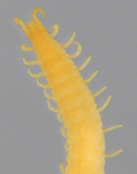 Image of Geophiloidea Leach 1815