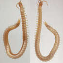 Image of Geophilus easoni Arthur, Foddai, Kettle, Lewis, Luczynski & Minelli 2001