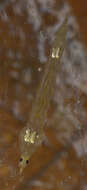 Imagem de Chaoborus crystallinus (De Geer 1776)