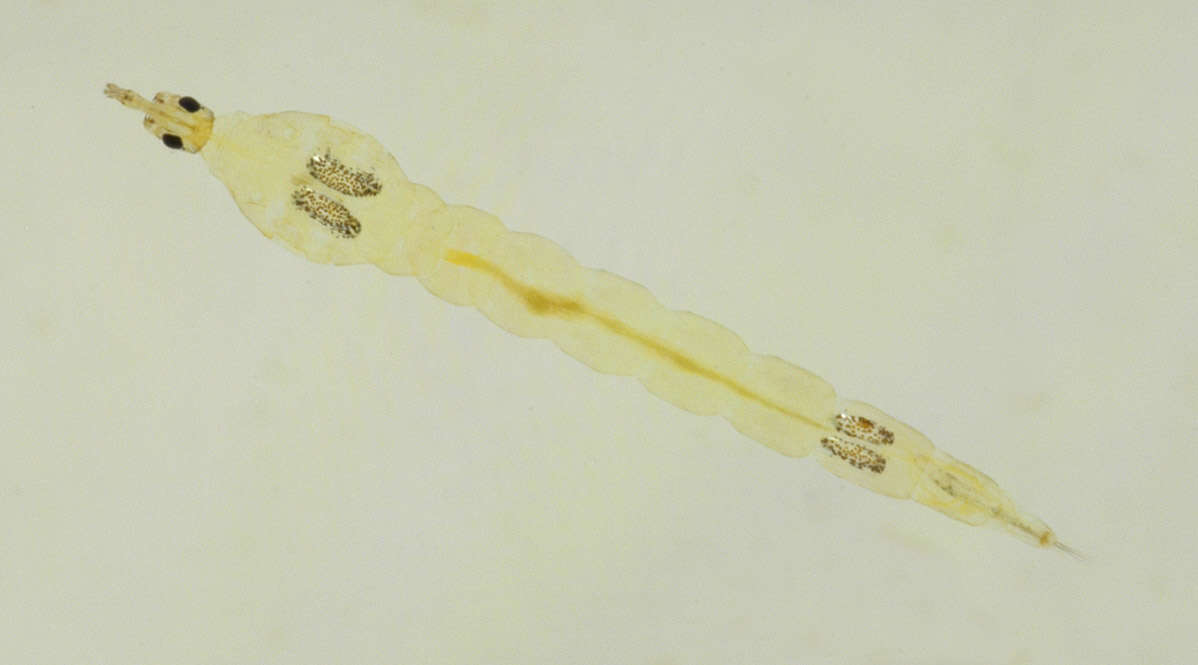 Image of Chaoborus crystallinus (De Geer 1776)