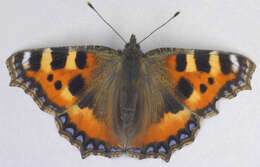 Image of Small tortoiseshell