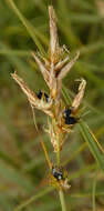 Sivun Anthracoidea arenariae (Syd.) Nannf. 1977 kuva