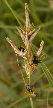 Sivun Anthracoidea arenariae (Syd.) Nannf. 1977 kuva