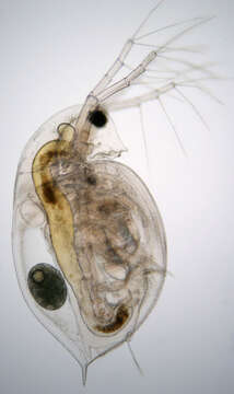 Image of Daphnia (Daphnia) obtusa Kurz 1874