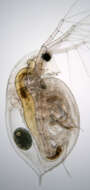 Image of Daphnia (Daphnia) obtusa Kurz 1874