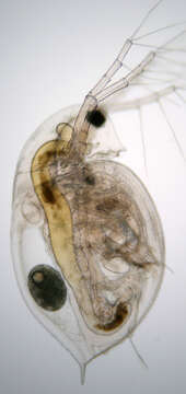 Image of Daphnia (Daphnia) obtusa Kurz 1874