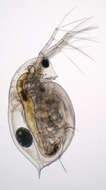 Daphnia (Daphnia) obtusa Kurz 1874的圖片