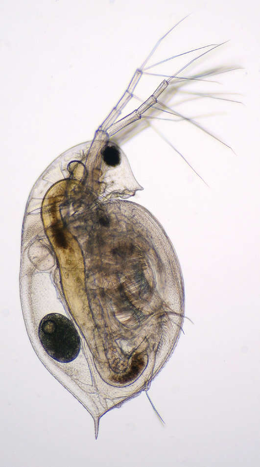 Image of Daphnia (Daphnia) obtusa Kurz 1874