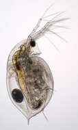 Daphnia (Daphnia) obtusa Kurz 1874的圖片