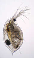 Daphnia (Daphnia) obtusa Kurz 1874的圖片