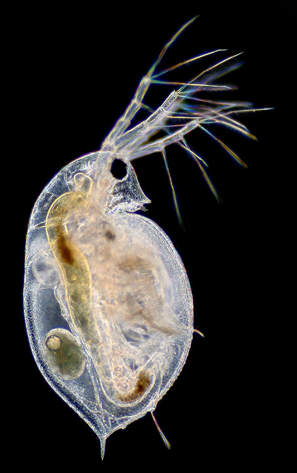 Daphnia (Daphnia) obtusa Kurz 1874的圖片