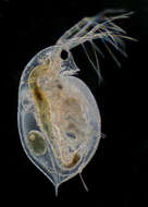 Daphnia (Daphnia) obtusa Kurz 1874的圖片