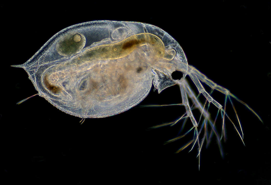 Daphnia (Daphnia) obtusa Kurz 1874的圖片