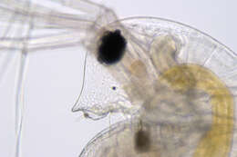 Image of Daphnia (Daphnia) obtusa Kurz 1874