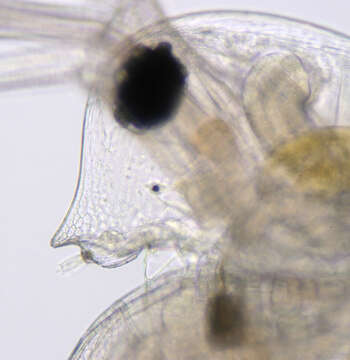 Image of Daphnia (Daphnia) obtusa Kurz 1874